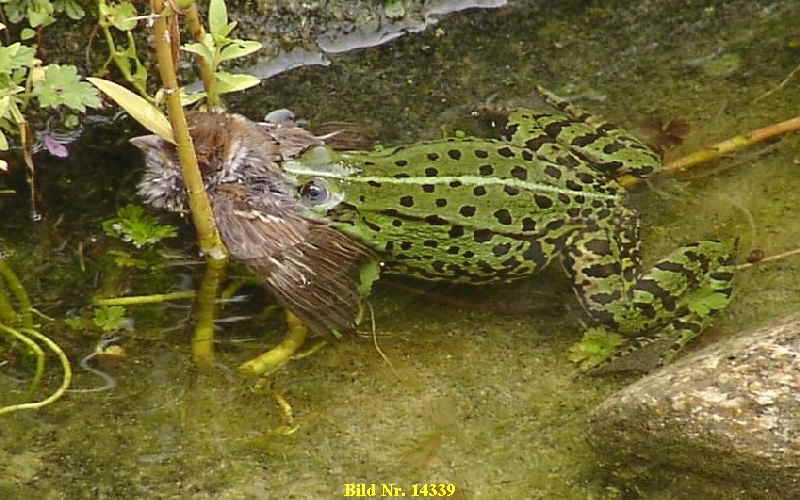Frosch im Gartenteich Frosch im Gartenteich