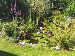 Gartenteich