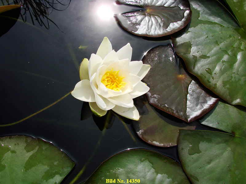 Seerose im Gartenteich