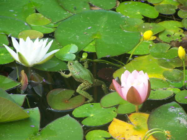 Seerosen-im Gartenteich