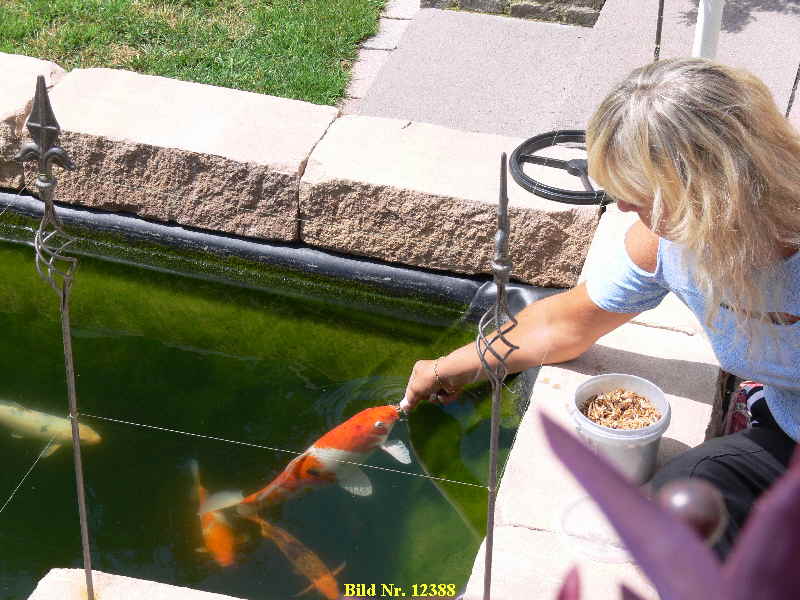 koi fttern